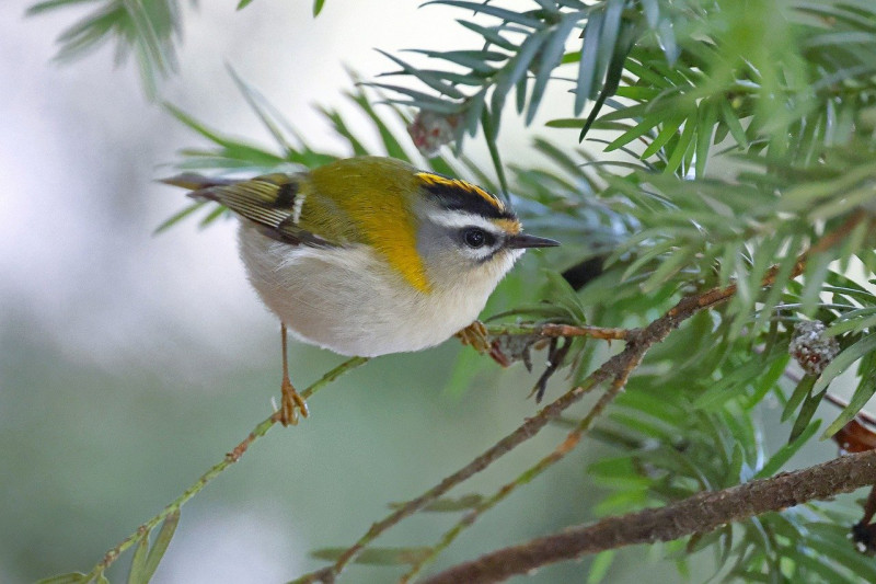 Taxushaag-Haagplanten-vogelvriendelijk-inheemse heggen - diervriendelijke planten voor hagen